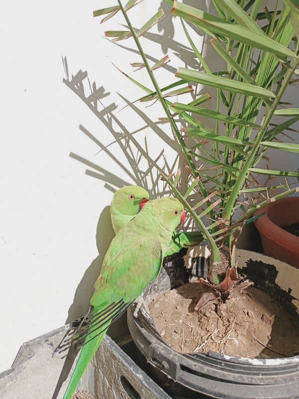 parrot hand tamed pair 4