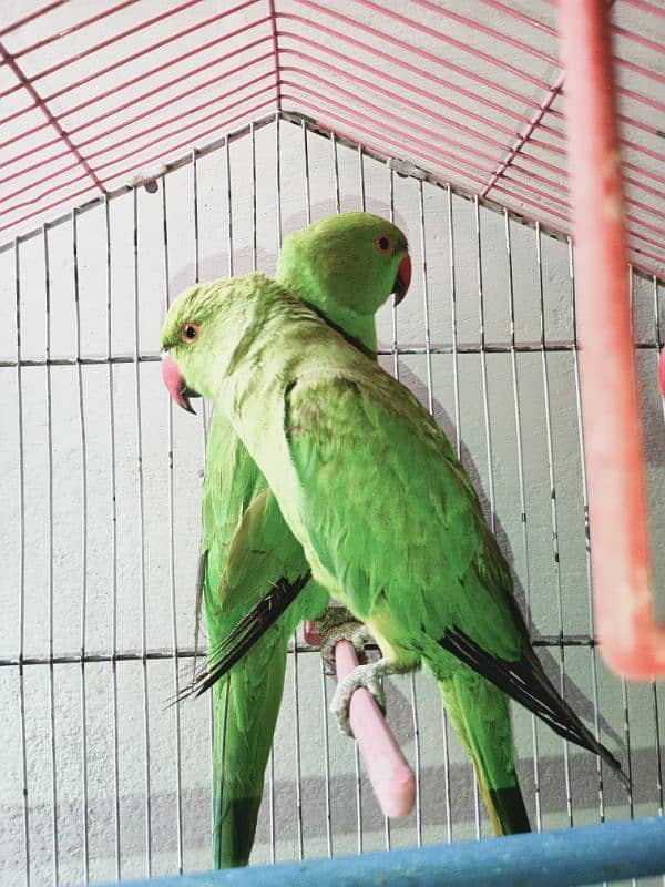 parrot hand tamed pair 6