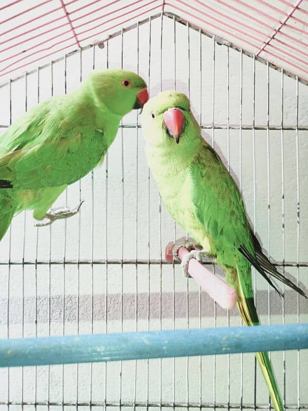 parrot hand tamed pair 7