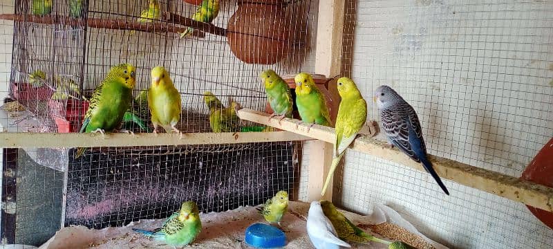 Budgies || Australian parrots || Parakeets 0