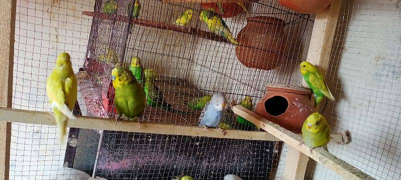 Budgies || Australian parrots || Parakeets 3