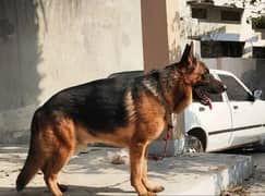 GSD Male heavey bone structure