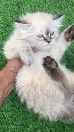 Blue Eye high quality ragdoll  kittens For sale(cash on delivery)