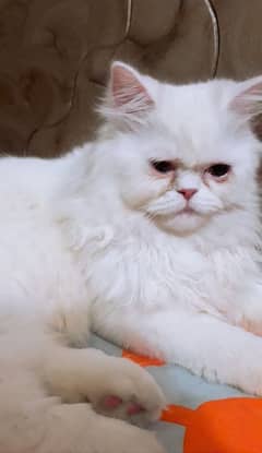 Persian Cat