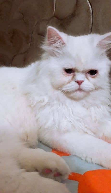 Persian Cat 0