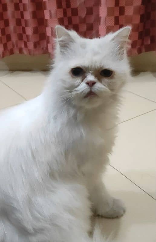 Persian Cat 1