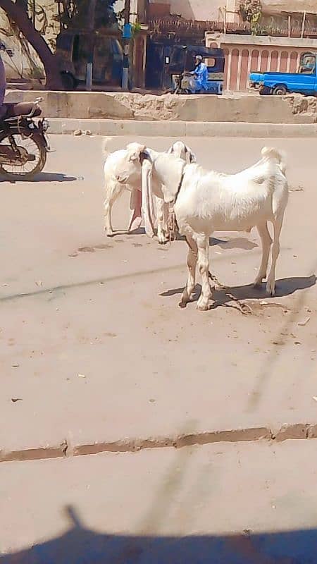 Bakra 1