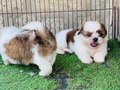 Show class Quality Shihtzu pair imported bloodline