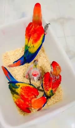 red macaw  parrot chicks for sale 0330/7595/248 WhatsApp number