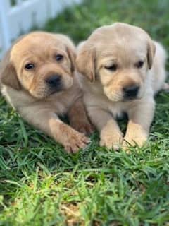 Labrador puppies