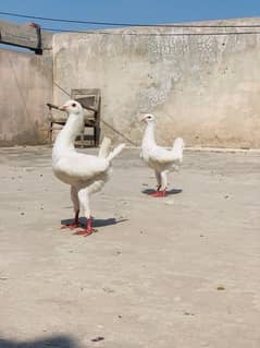 Maltese pair Or Black magpie