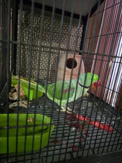 For sale: Green raw parrot