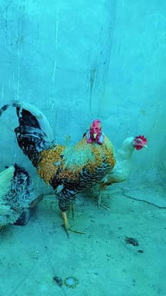 Partridge breed beautiful healthy murga for sale