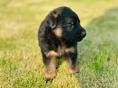 German Shepherd puppies