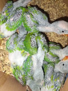 Kashmiri Raw Chicks | Chicks | Raw Parrots Chicks For Sale