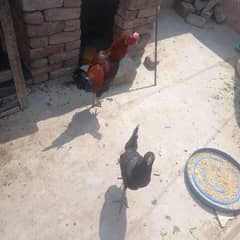 pair hen for sale