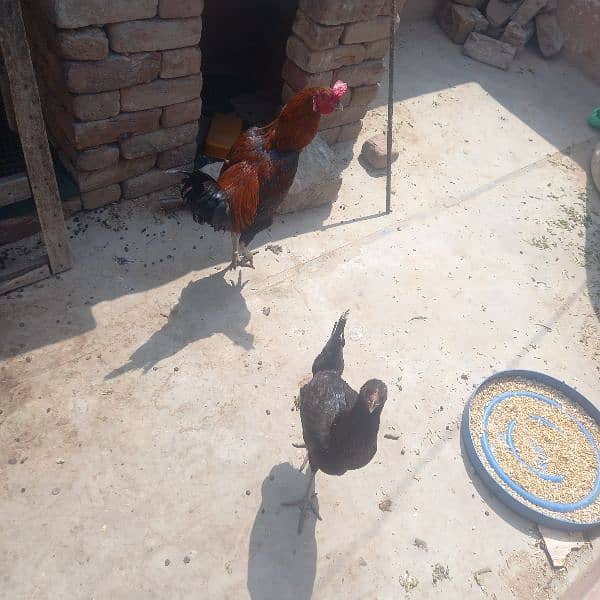 pair hen for sale 0