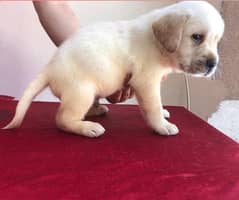 labrador Extreme Quality puppy 03014615555