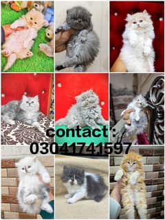 Persian kitten | triple long coated Kittens | Fluffy Kitten For Sale