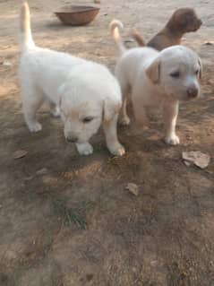 labrador pair