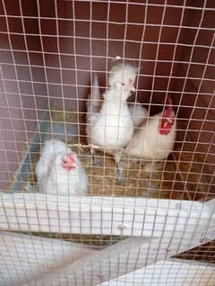 bentum pair white polish hen for sale egg laying