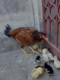 Thai caross aseel chicks 03014237451 call me