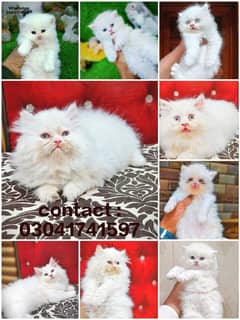 Persian kitten | triple long coated Kittens | Fluffy Kitten For Sale