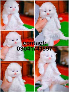 Persian kitten | triple long coated Kittens | Fluffy Kitten For Sale