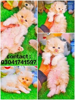 Persian kitten | triple long coated Kittens | Fluffy Kitten For Sale