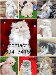 Persian kitten | triple long coated Kittens | Fluffy Kitten For Sale