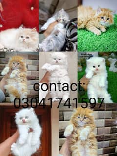 Persian kitten | triple long coated Kittens | Fluffy Kitten For Sale