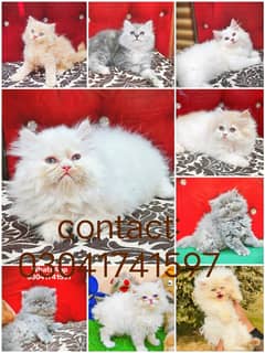 Persian kitten | triple long coated Kittens | Fluffy Kitten For Sale