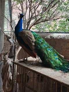 MOOR PEACOCKS