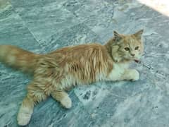 persian brown cat