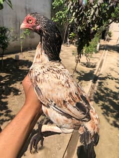 merathi cross female for sale