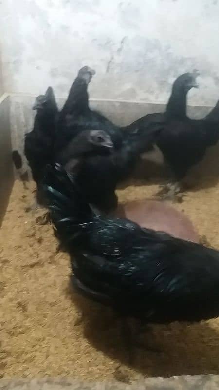 ayam cemani 0