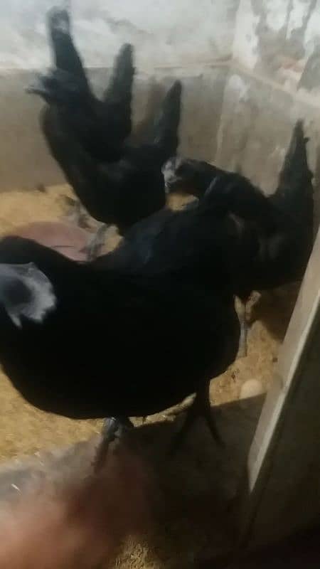 ayam cemani 2