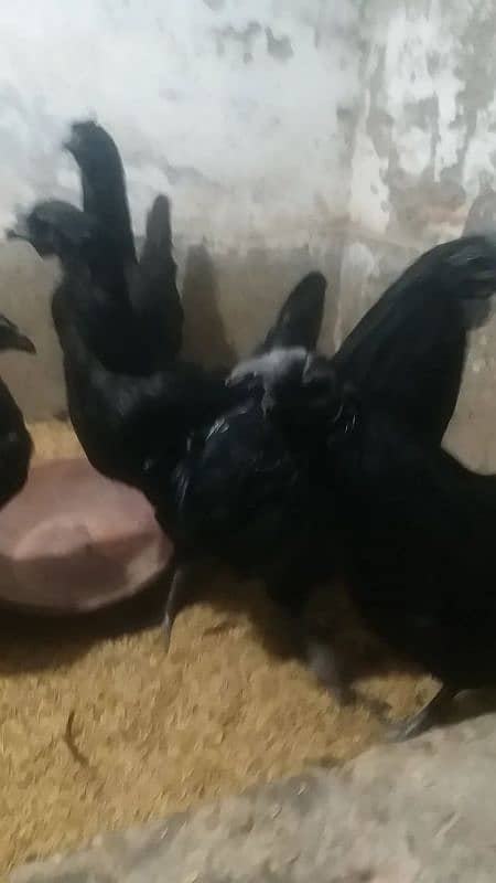 ayam cemani 4