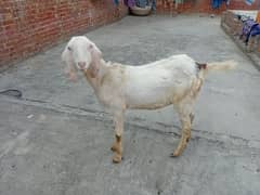 Bakri for sale