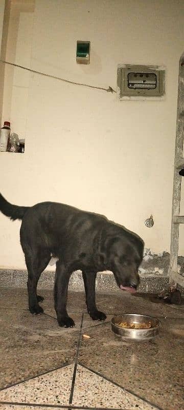 Afghan kuchi dog for sale 2