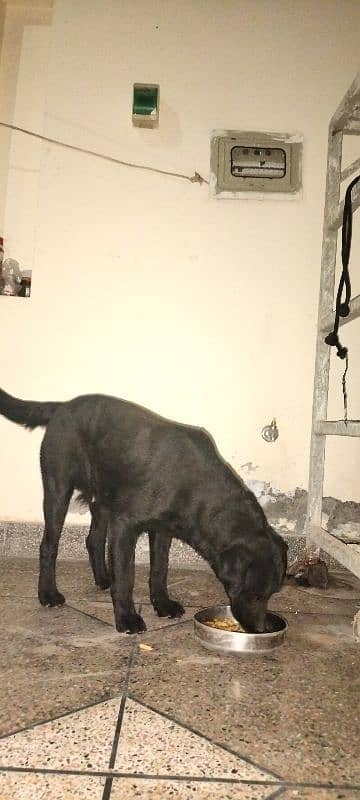 Afghan kuchi dog for sale 3