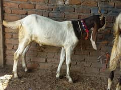 2 dant heavy bakra jori