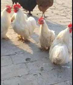 white fancy Bentum hens fertile egg available for sale