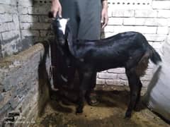 Abluq bakri for sale with one male child