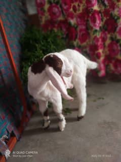 bakra for sale city karachi gulshan e maymar