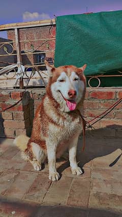 Husky female