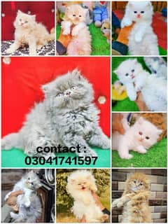 Persian kitten | triple long coated Kittens | Fluffy Kitten For Sale