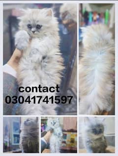 Persian kitten | triple long coated Kittens | Fluffy Kitten For Sale