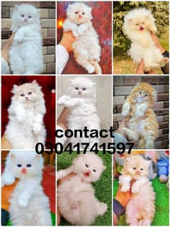 Persian kitten | triple long coated Kittens | Fluffy Kitten For Sale