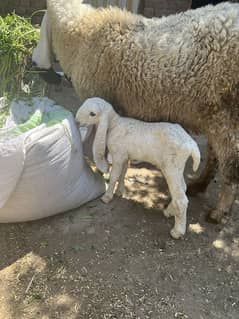 kajli sheep with male kid